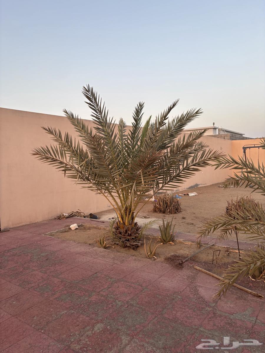 نخلة للبيع النقل على المشتري64484593964034111