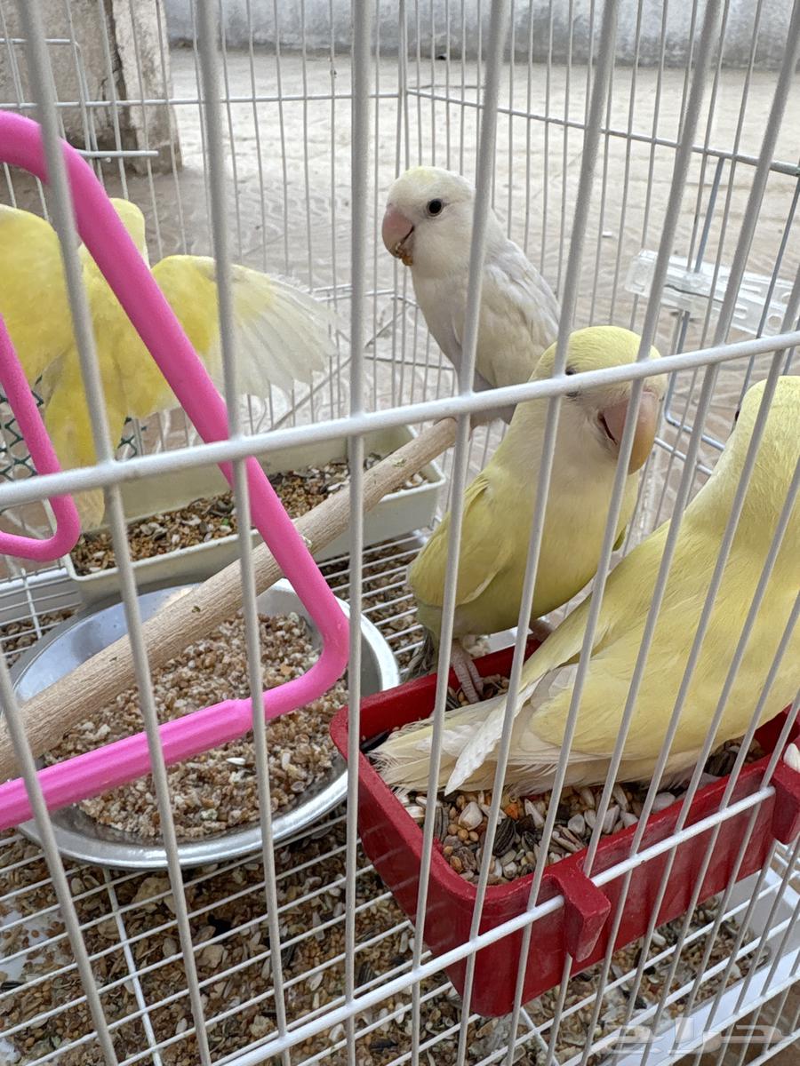 Elifah Roses64483218777730111