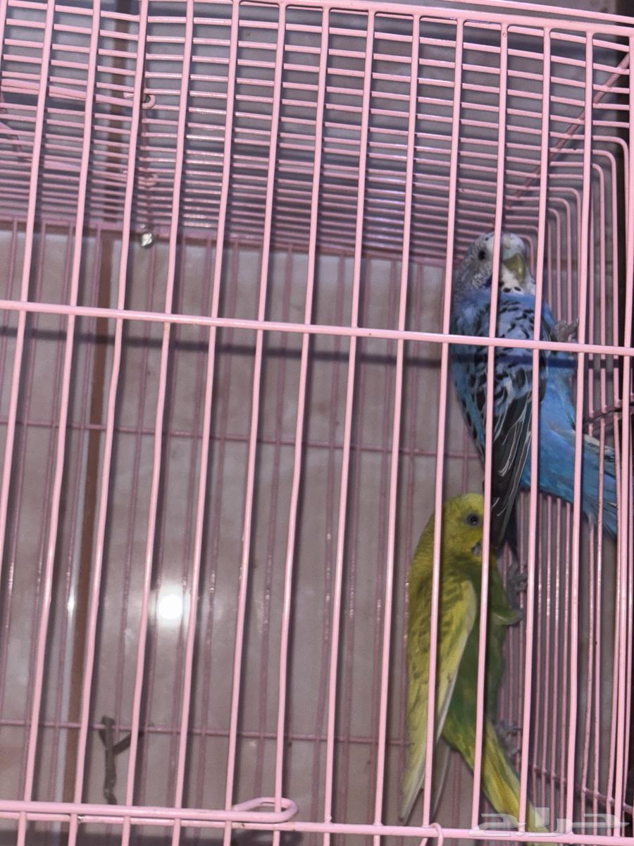 زوج بادجي شامل الملحقات64483729624579114