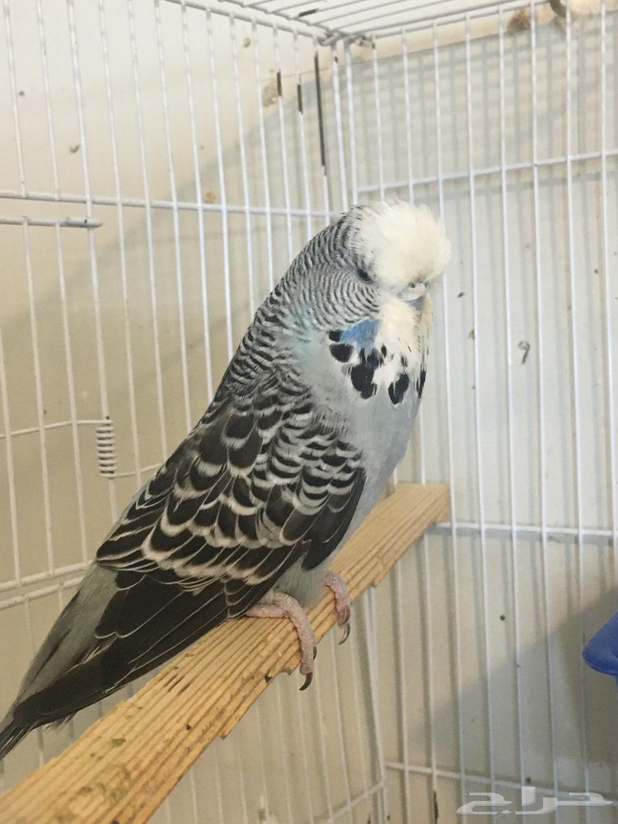 تم البيع64485065050881111