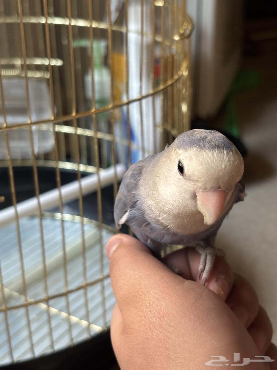 طير روز عمر 4 شهور64482566240897110
