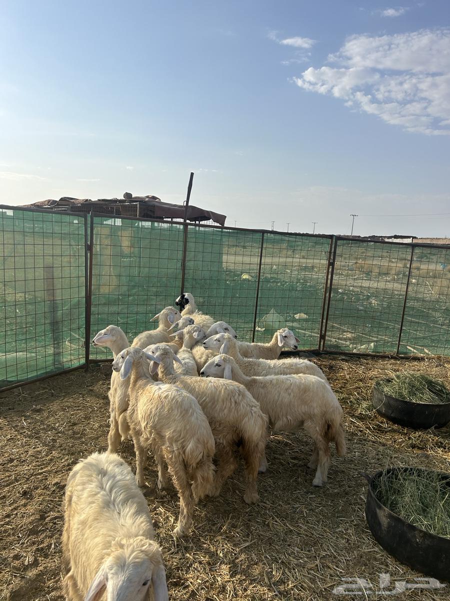 رخال حريات الحد ( 1080 ) تم البيع64480194642689111