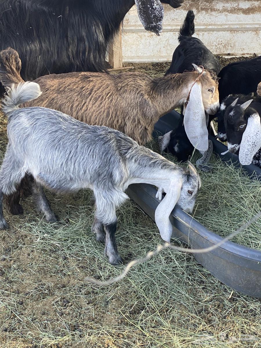 تيوس تم اللبيع64483473910786110