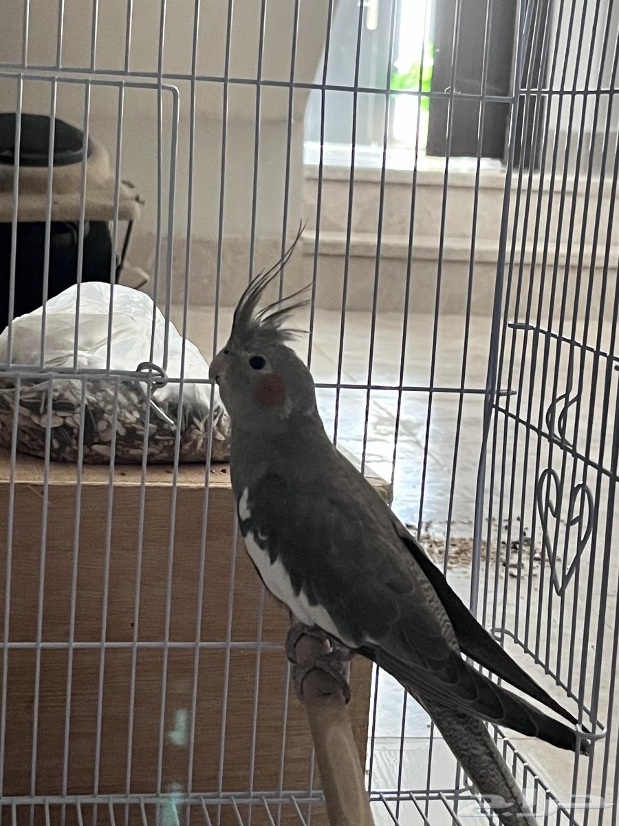 تم البيع64453875307009110