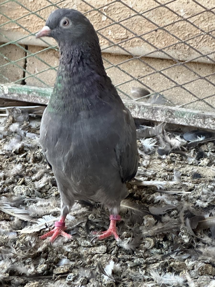 اجواز قطايف64483487152641111