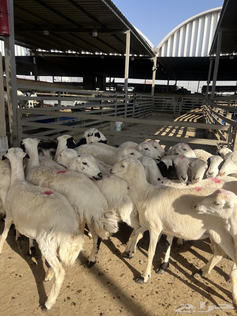 Shiyah Rafid Maqnaoui64447002620291112