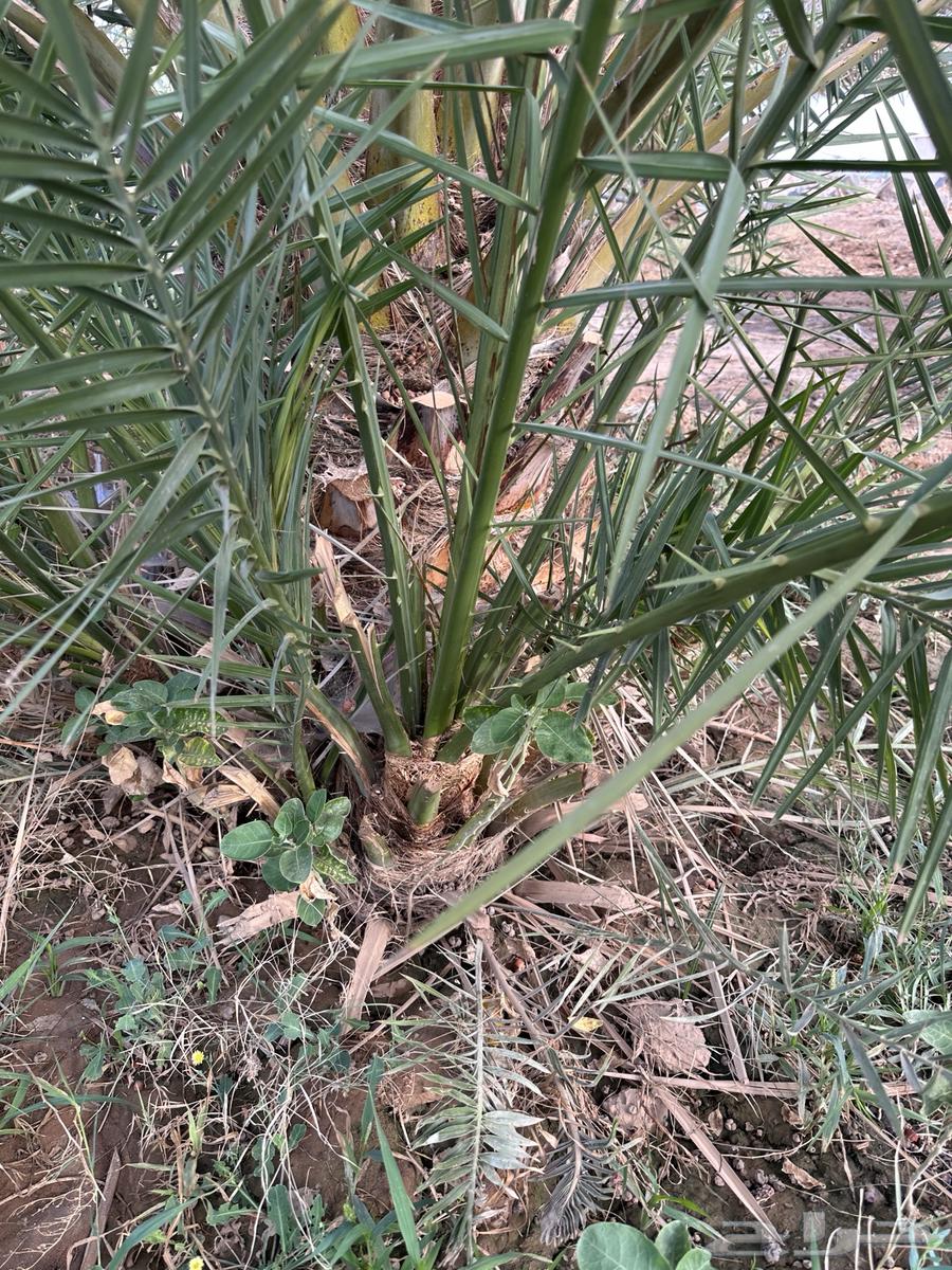 Palm64438511893891113