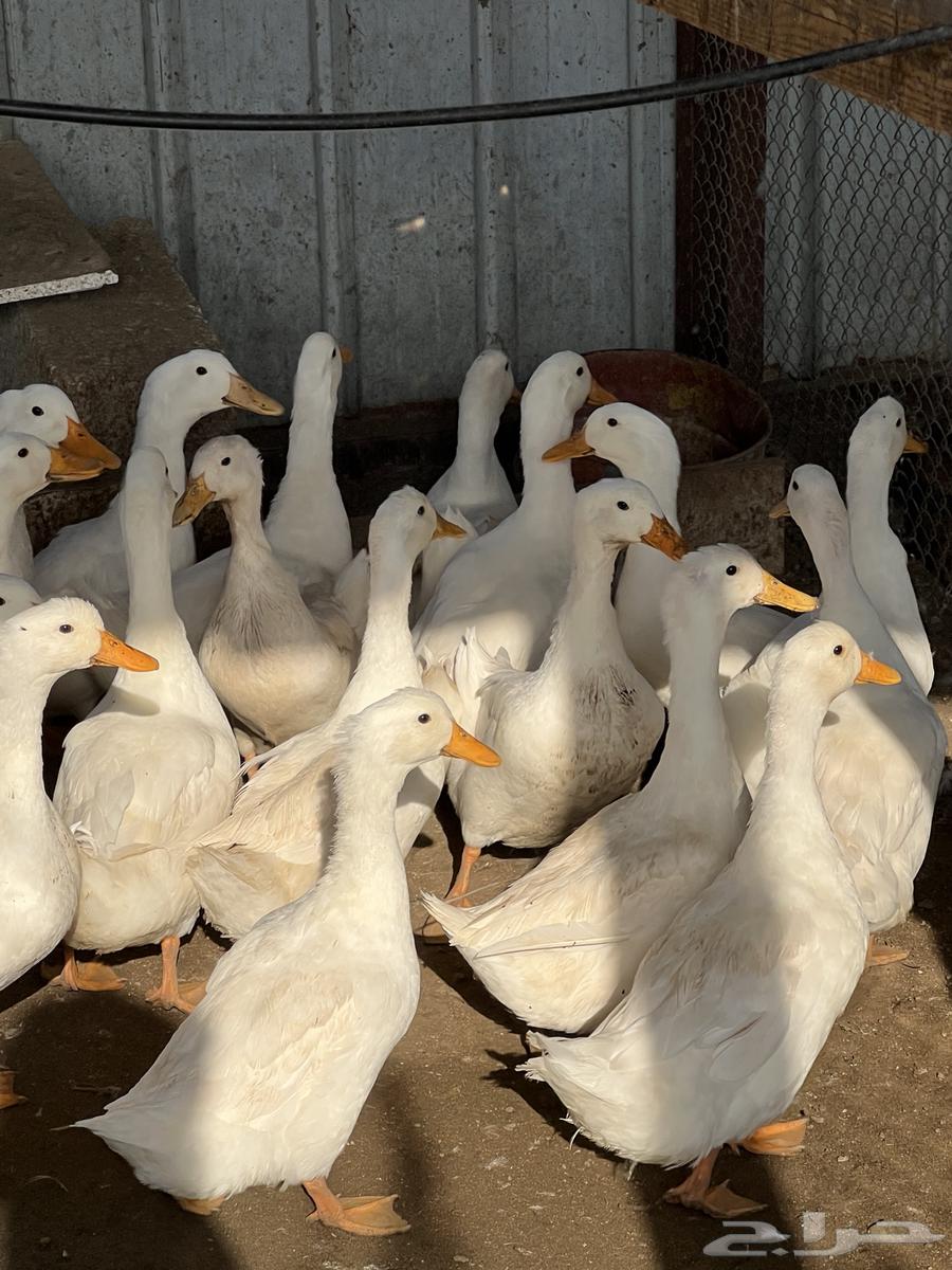 بط بكين منتج بياض64484253424387111