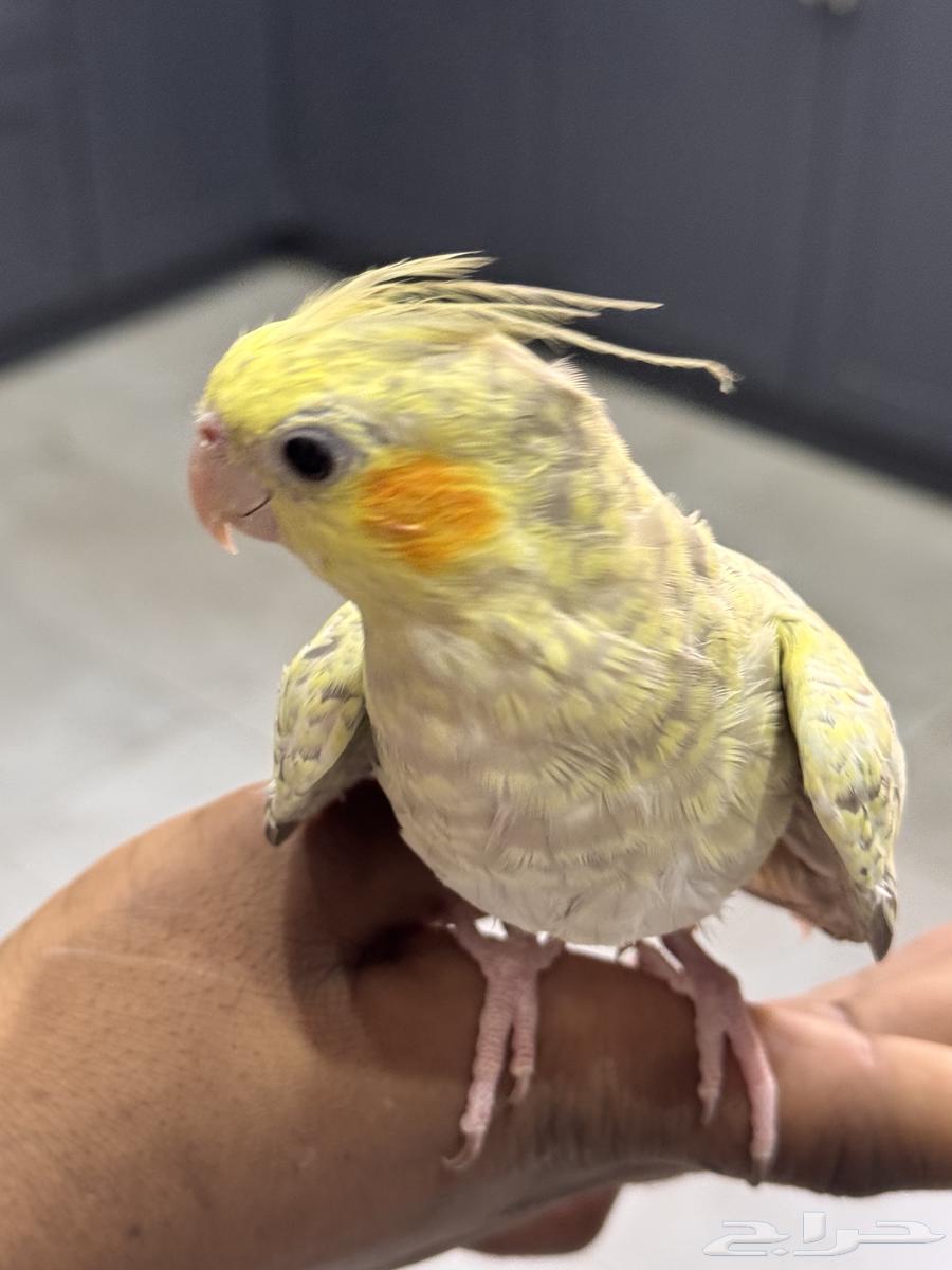 كوكتيل للبيع64481373346818110