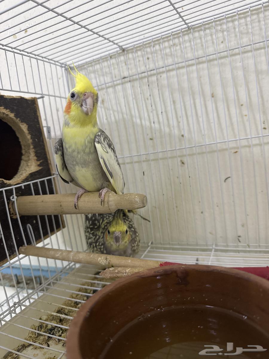 جوز كروان للبيع 400شامل القفص والبياضة64483729614850112