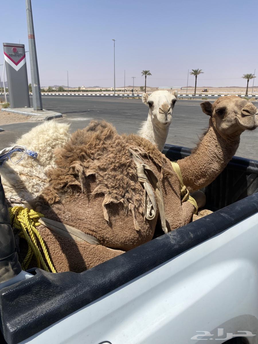 Good stuffing64481032738817111