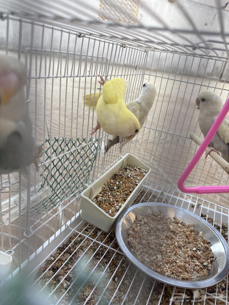 Elifah Roses64483218777730113