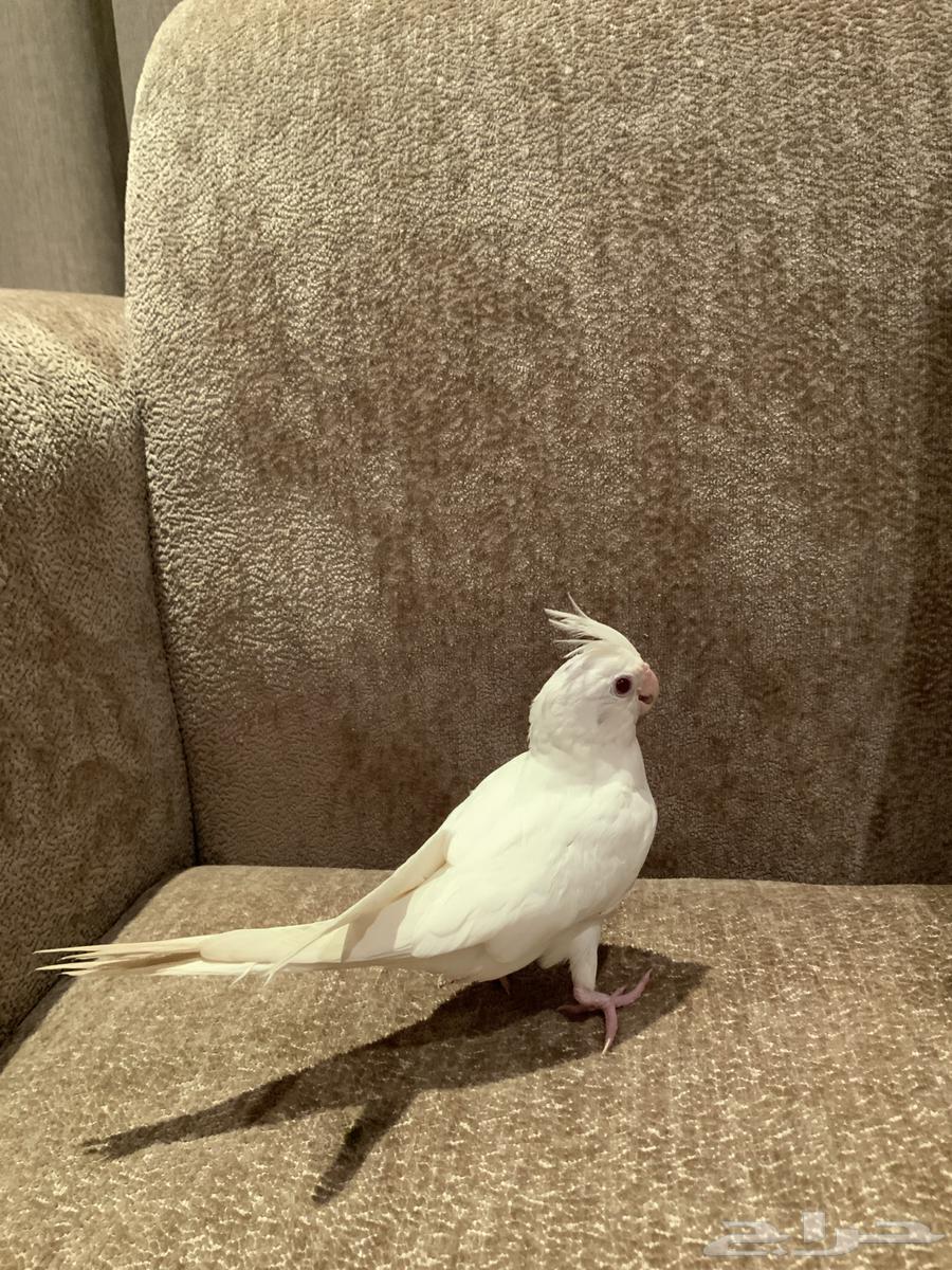 فرخ كوكتيل كروان البينو هولندي64482241172993112