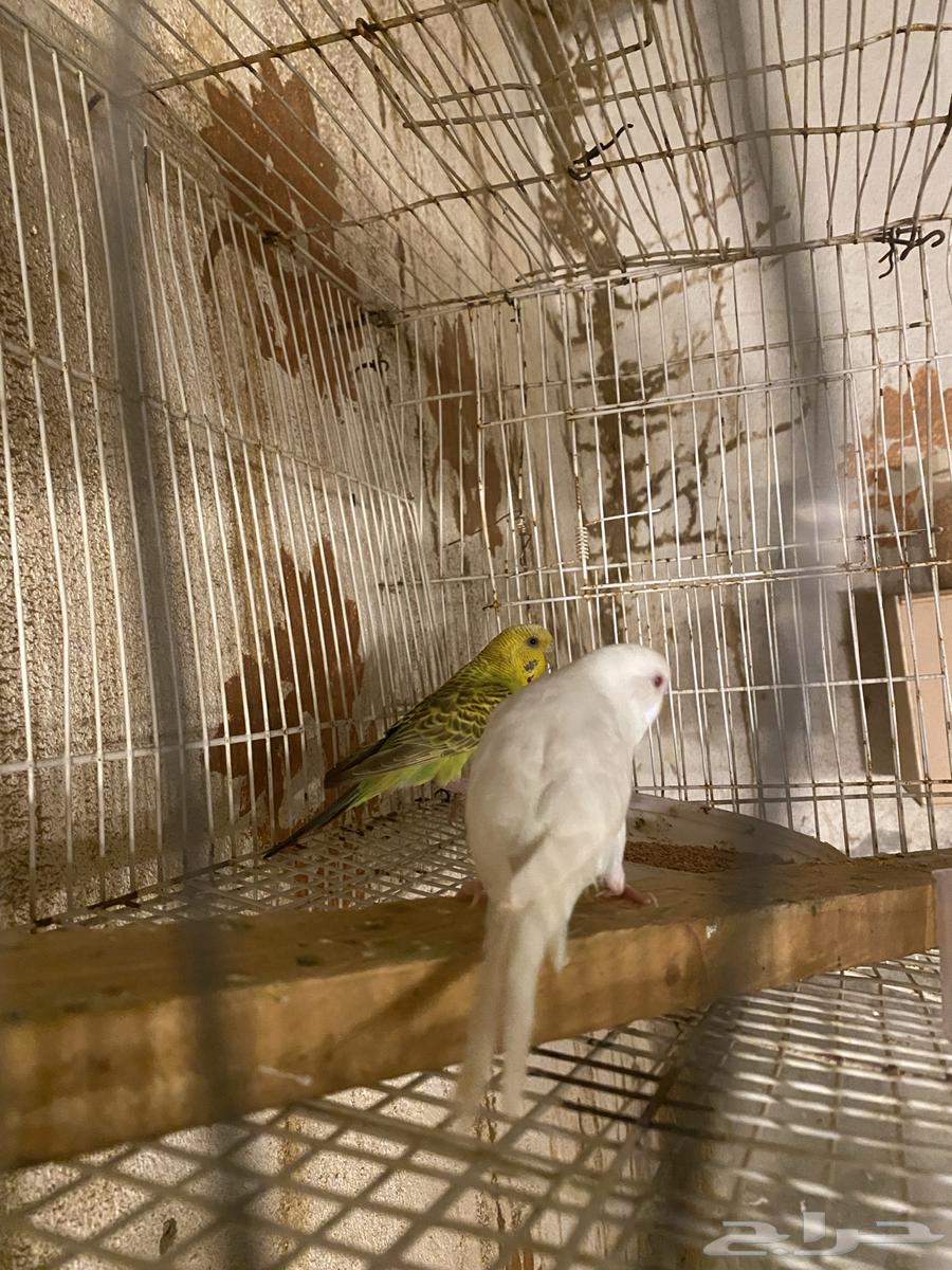 زوج روز و زوج بادجي للبيع البيع سمح64479452302978114