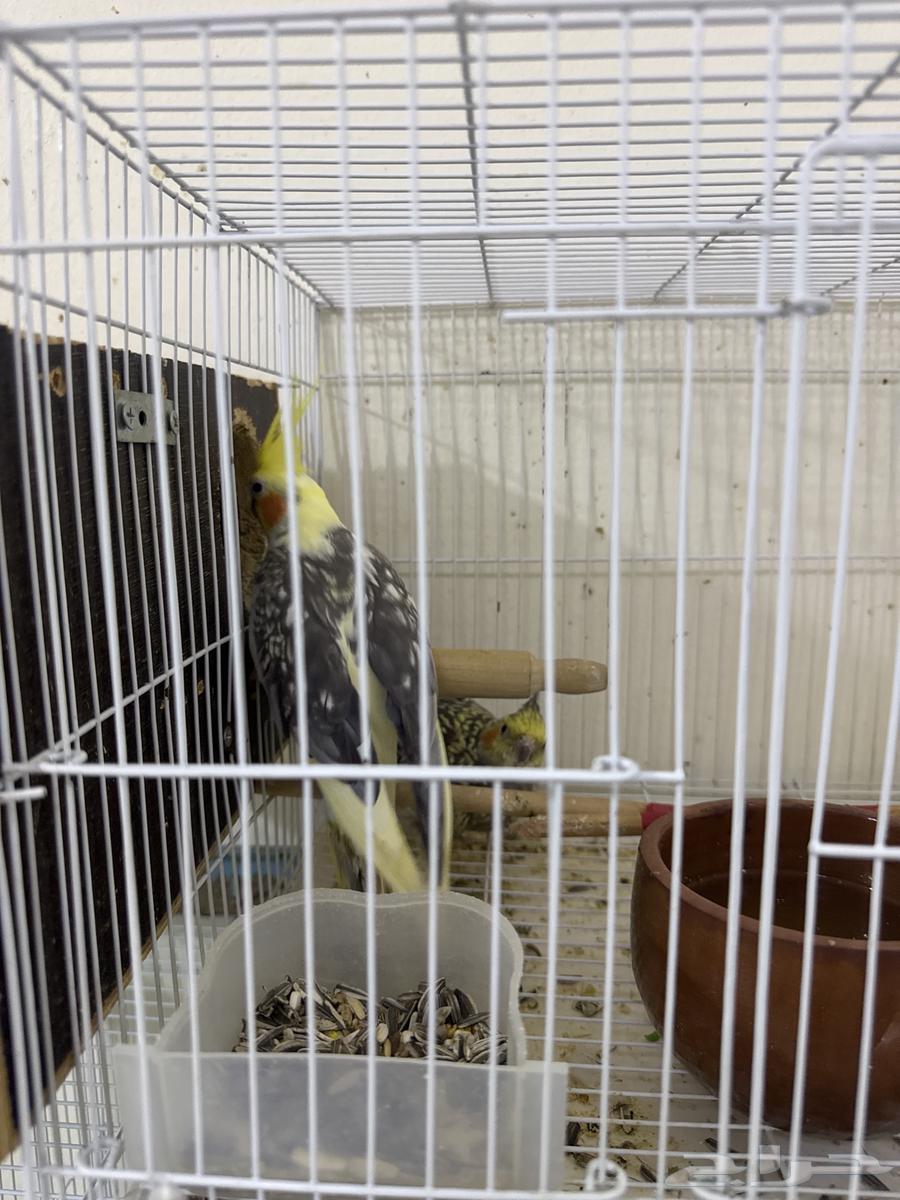 جوز كروان للبيع 400شامل القفص والبياضة64483729614850110