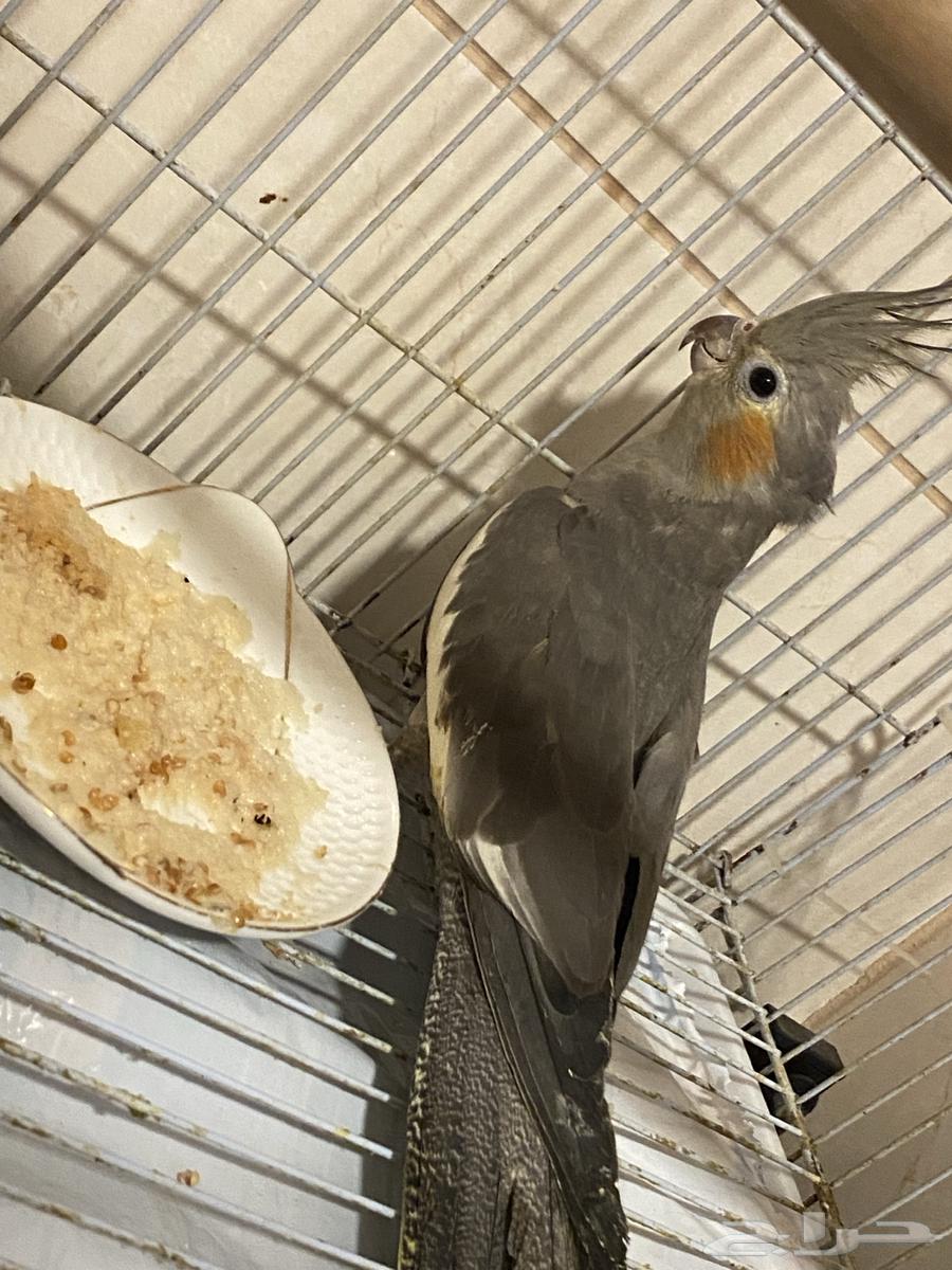 تم البيع الله يبارك له64483487278593114