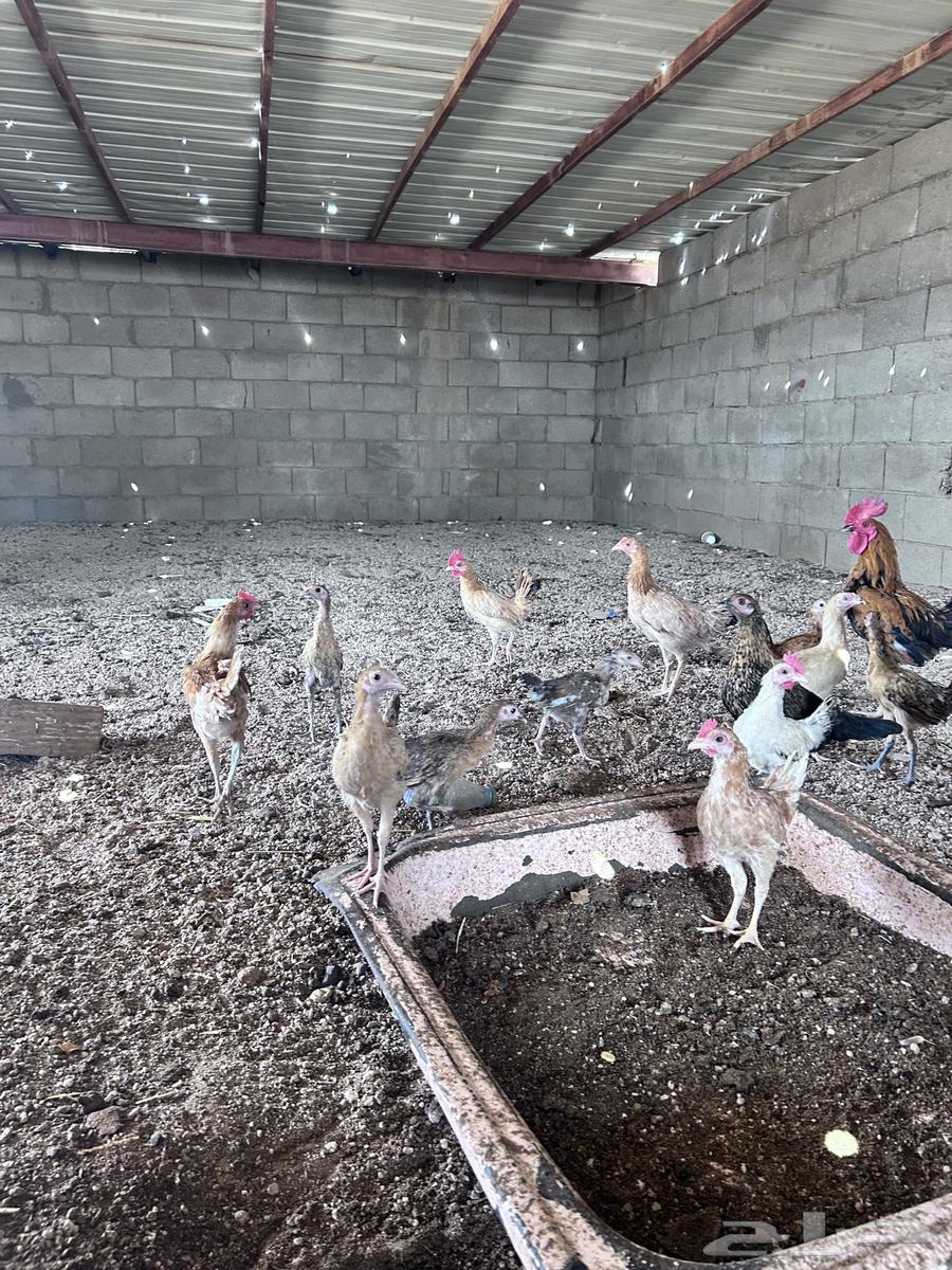 صيصان العمر أربع شهور الموقع الجمش64480400522753113