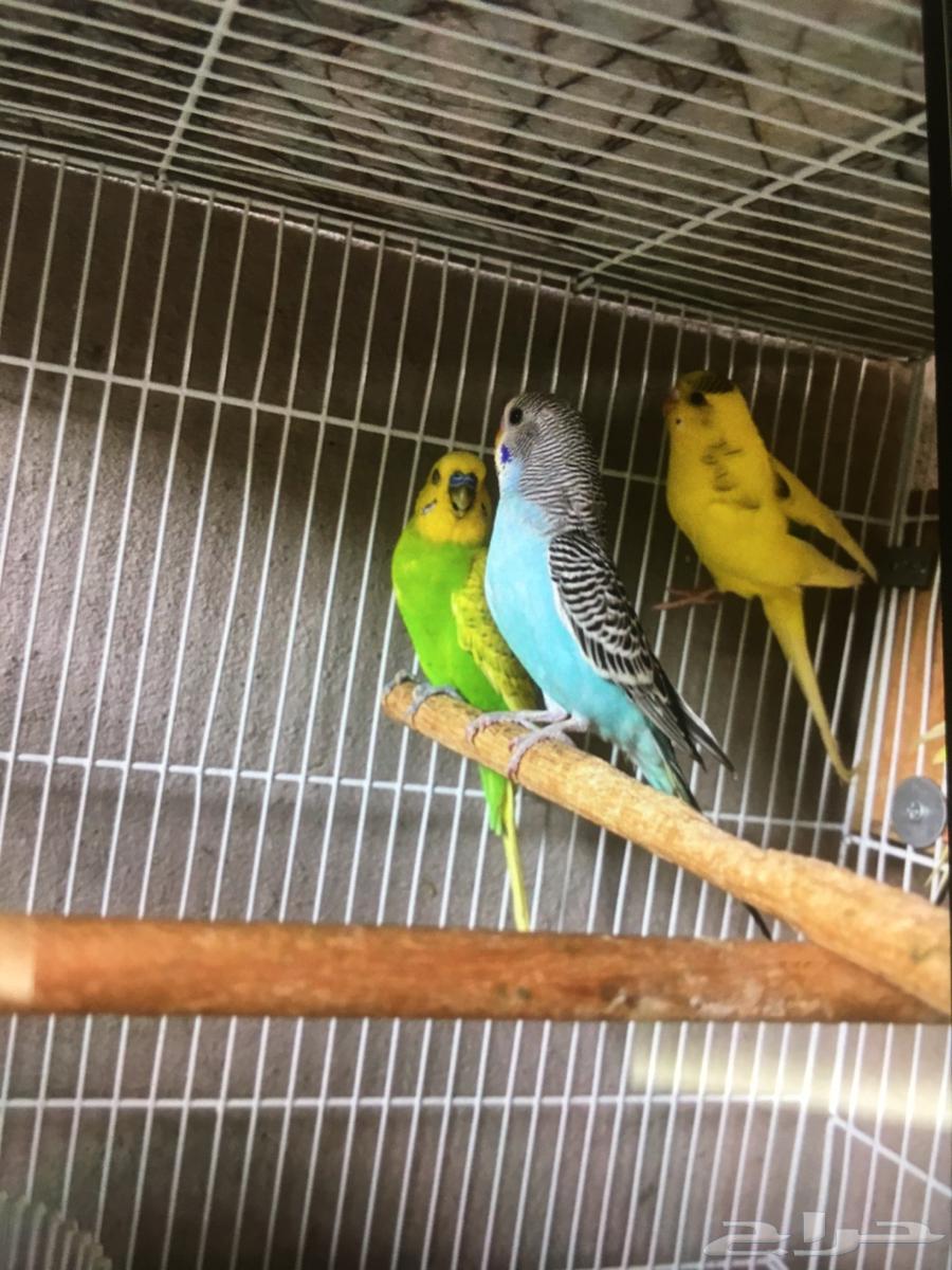 5 طيور الحب للبيع مع قفص كبير واكل64484294432385112