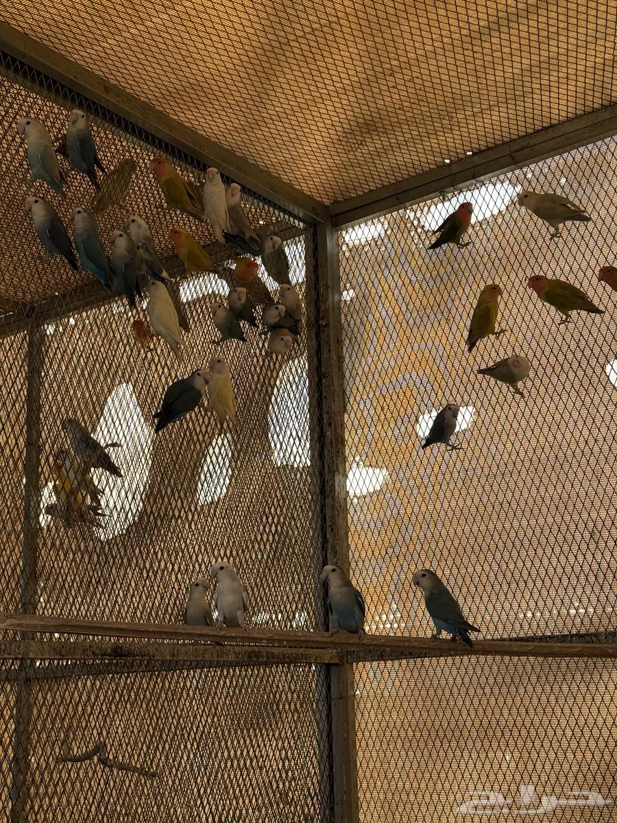 للبيع عشة روز منتجه64485365621378111