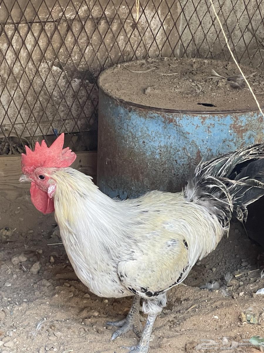 ديك بلدي للبيع64480922362370113