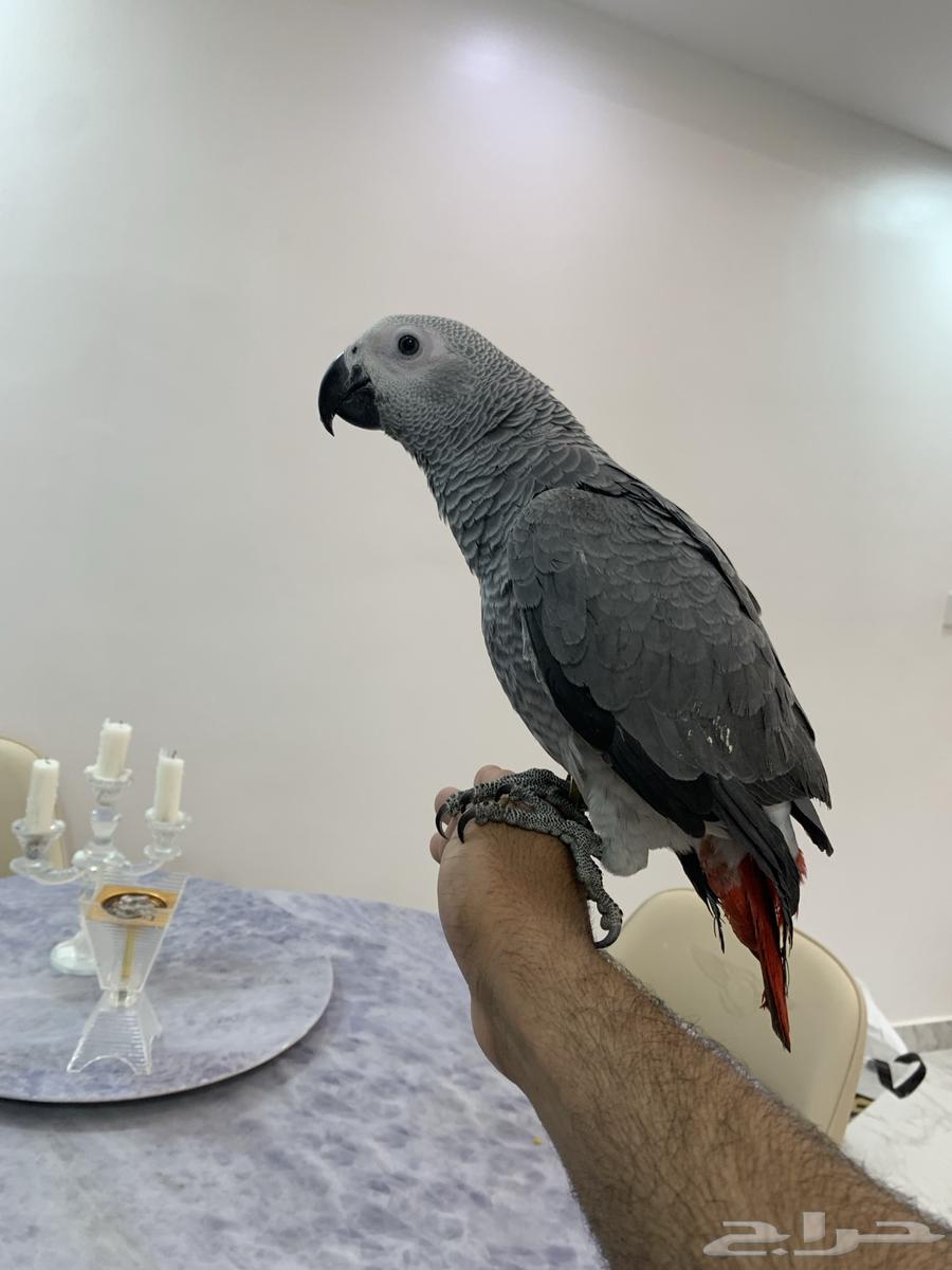 Farakh Kasko64481387144067113