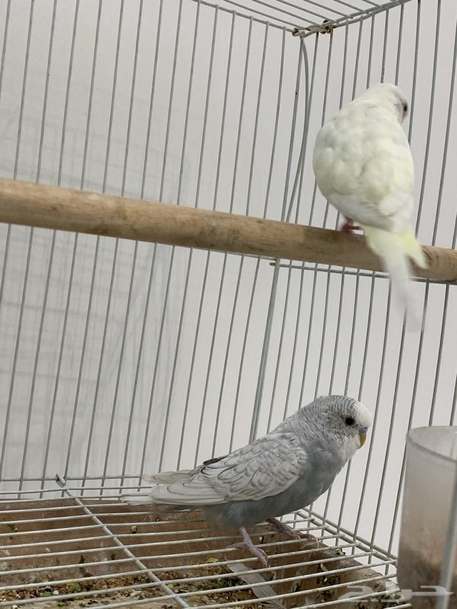 جوز عواشق للبيع64484634712323111