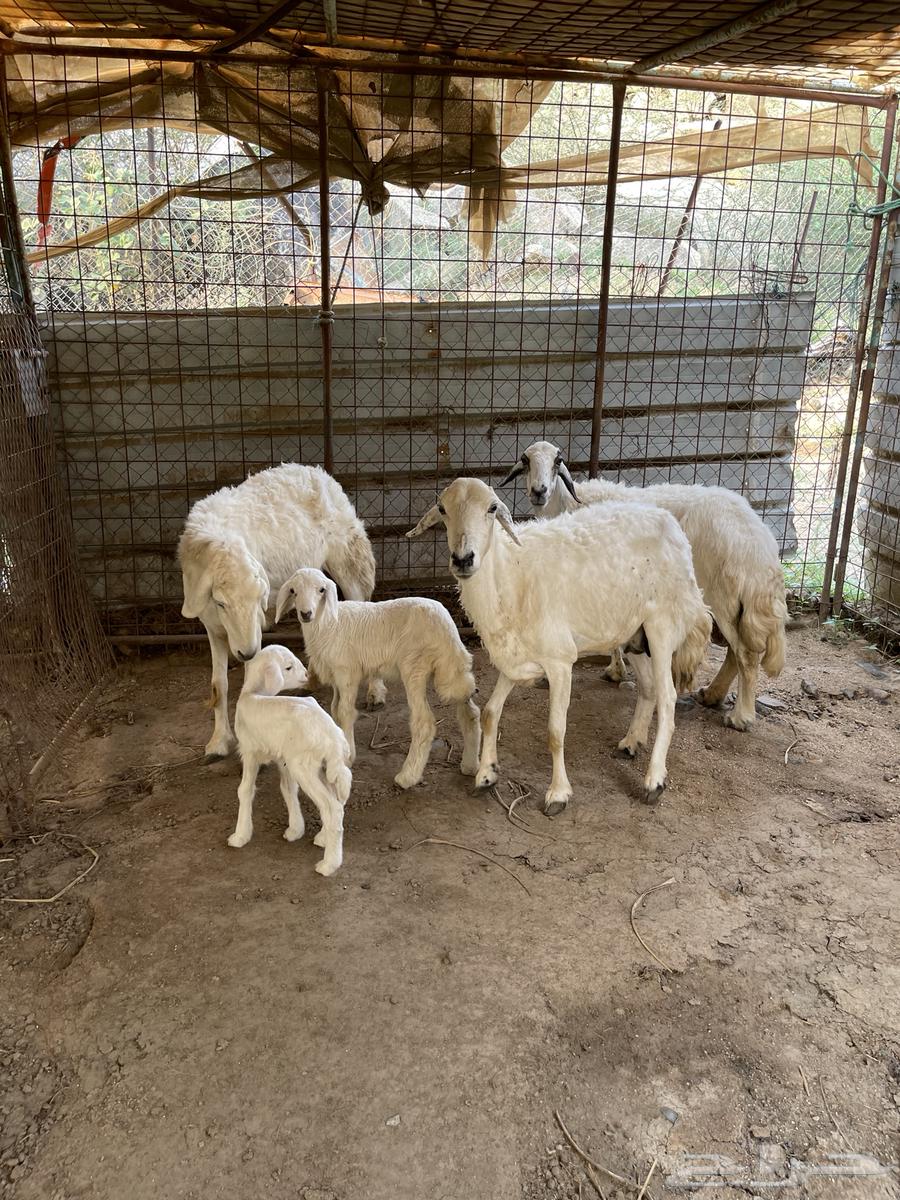 مقاني خلفات حريه للبيع64480085238273110