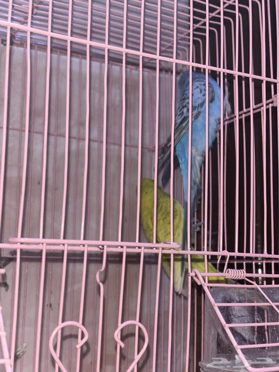 زوج بادجي شامل الملحقات64483729624579113