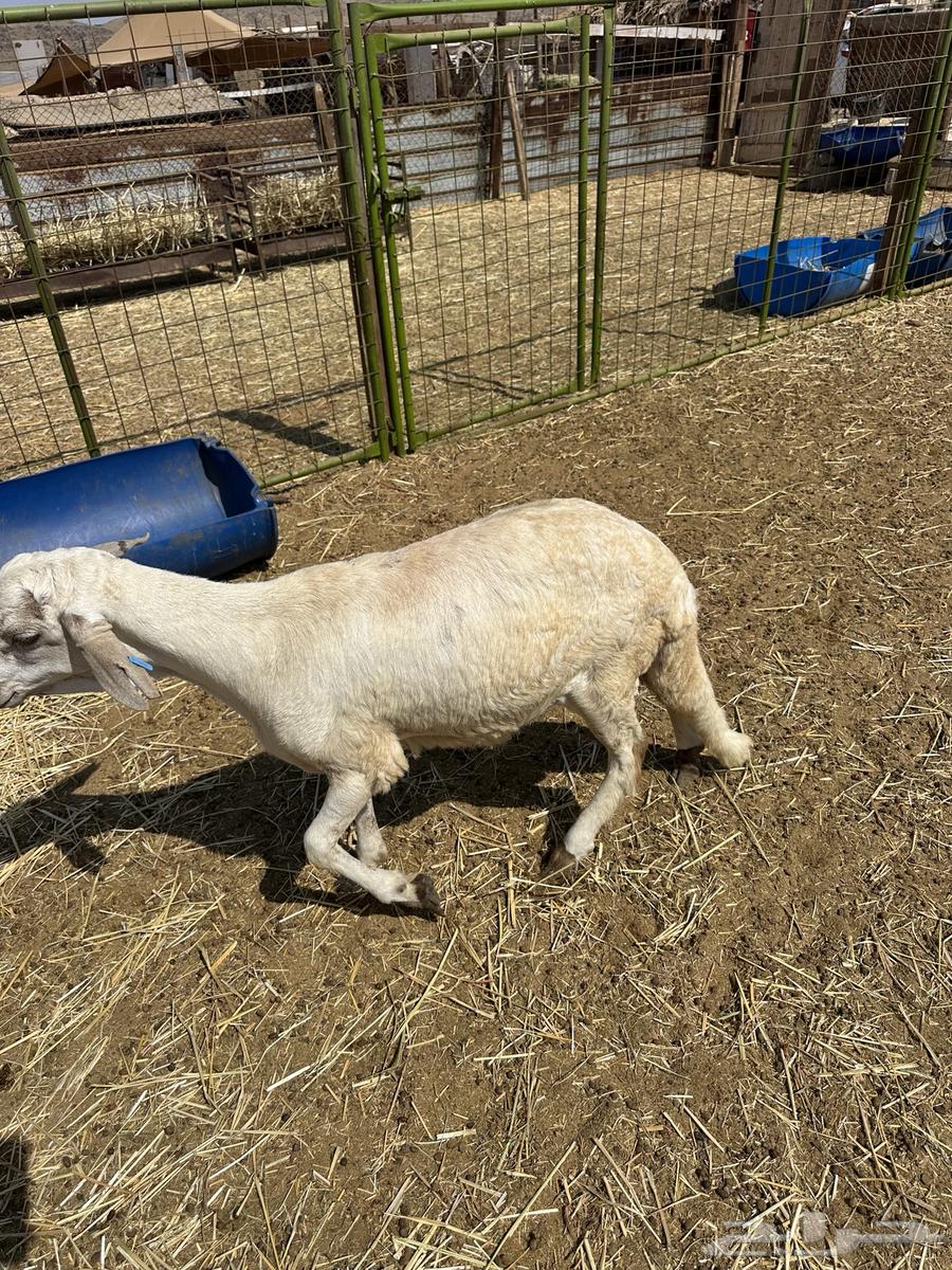 طليان سواكن ثلاجه ومناسبات64480482663043113