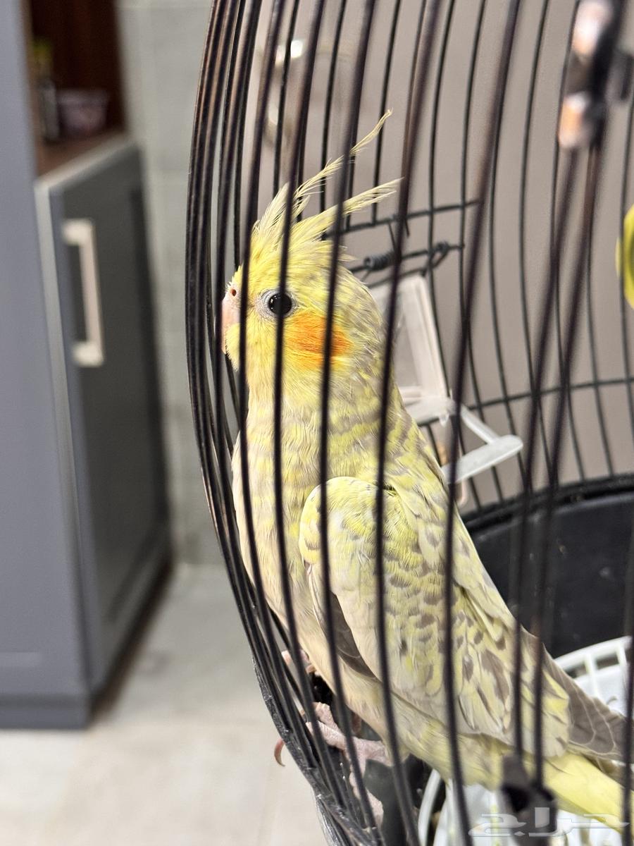 كوكتيل للبيع64481373346818111