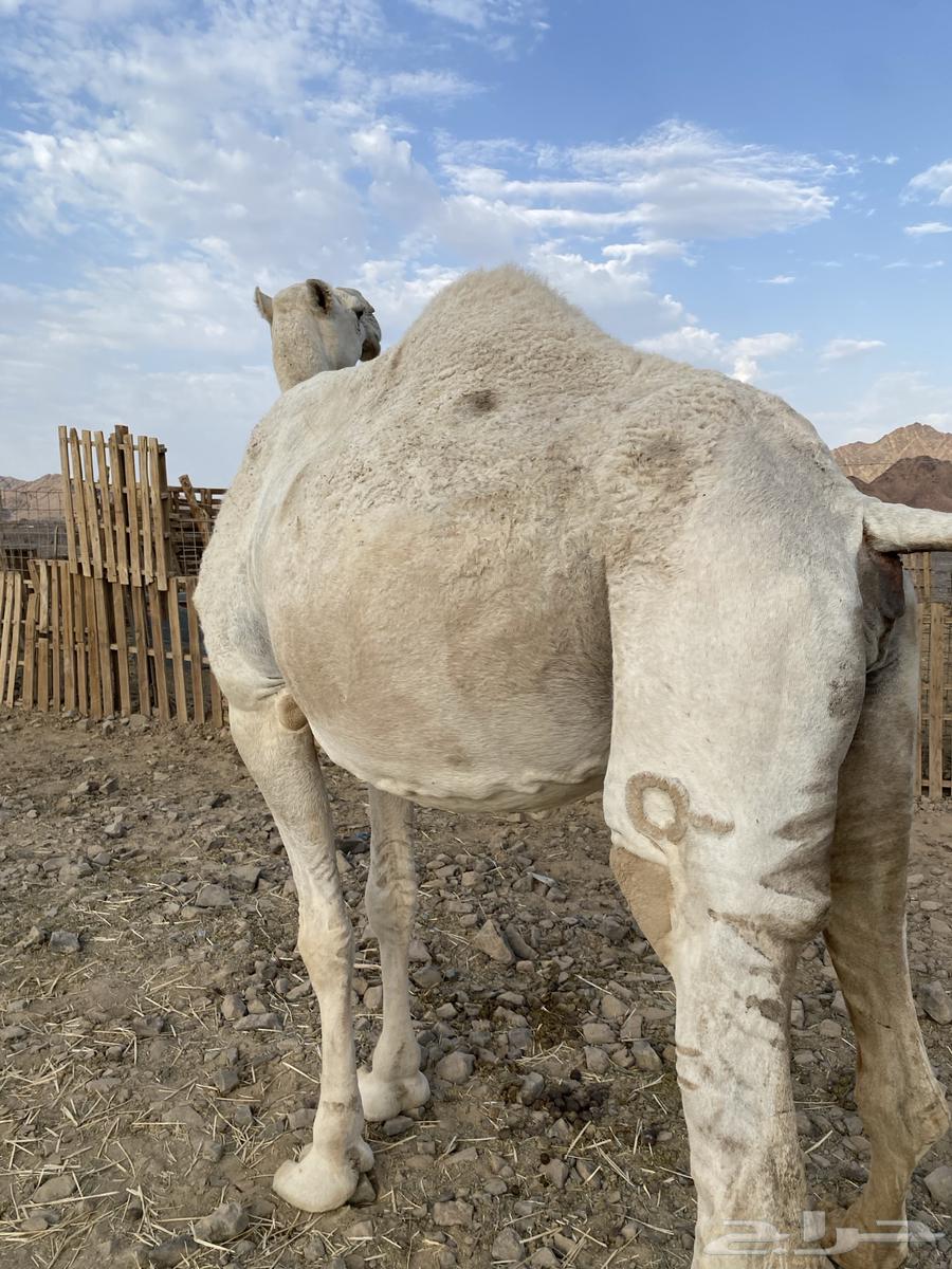 لقحه وضحا كفو ناقة من فروع البل منوت القاني الحد7200تم البيع64482633280259114