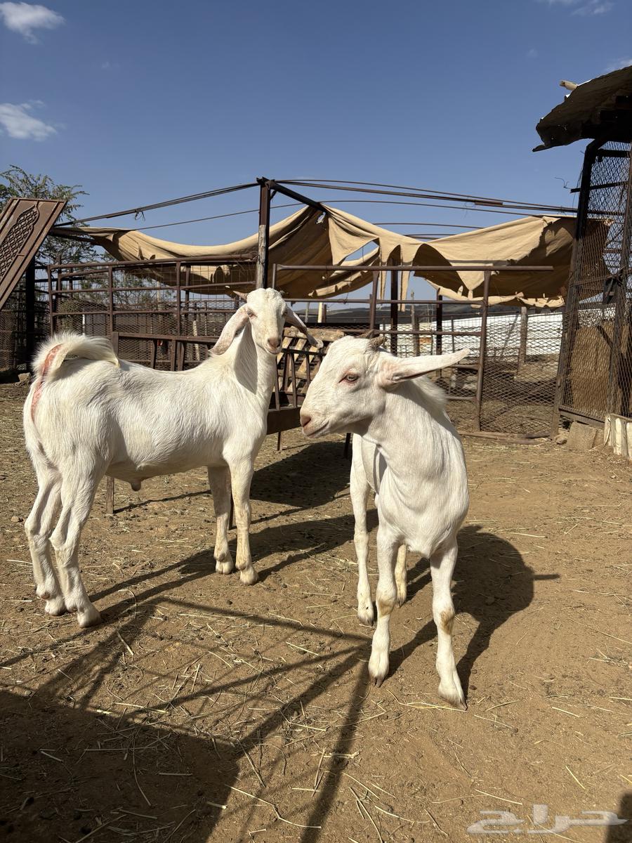 تيوس للبيع64481291328001113