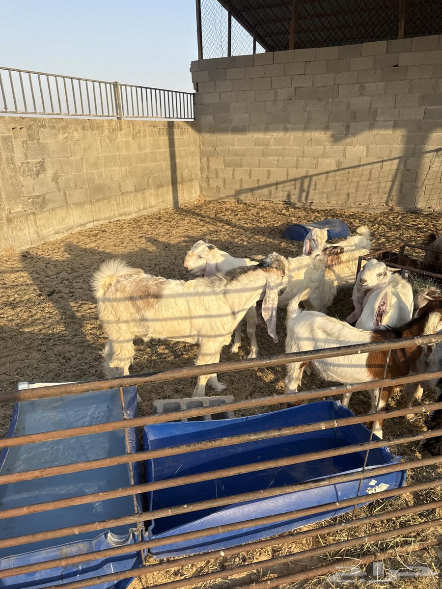 Tayos64470773037185111