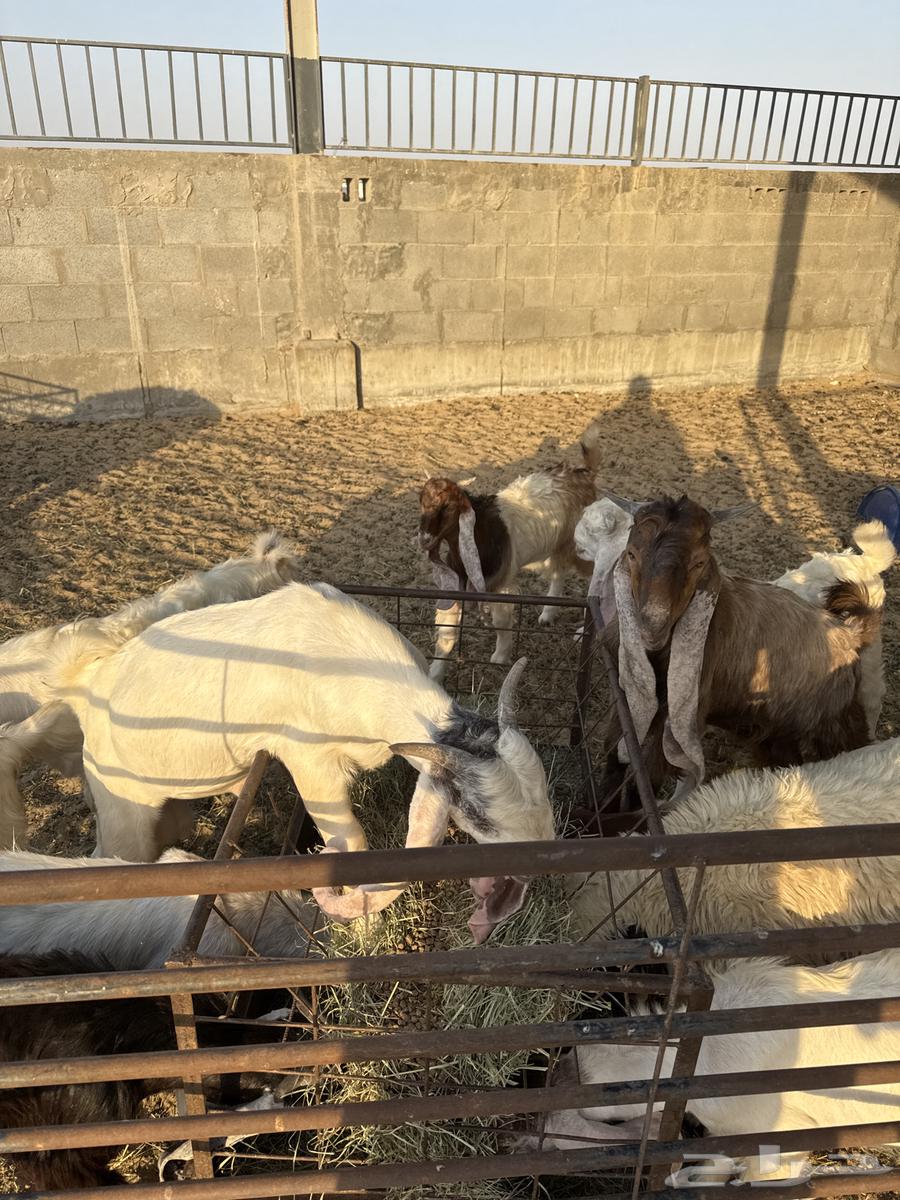 Tayos64470773037185110