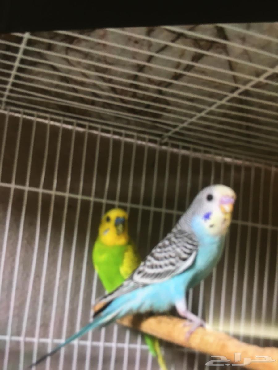 5 طيور الحب للبيع مع قفص كبير واكل64484294432385111