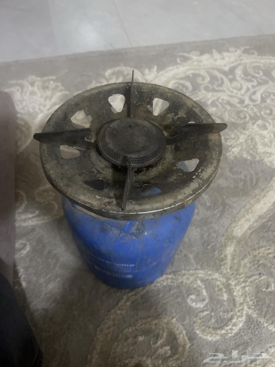 Excellent working daffodil for sale64480112474499110