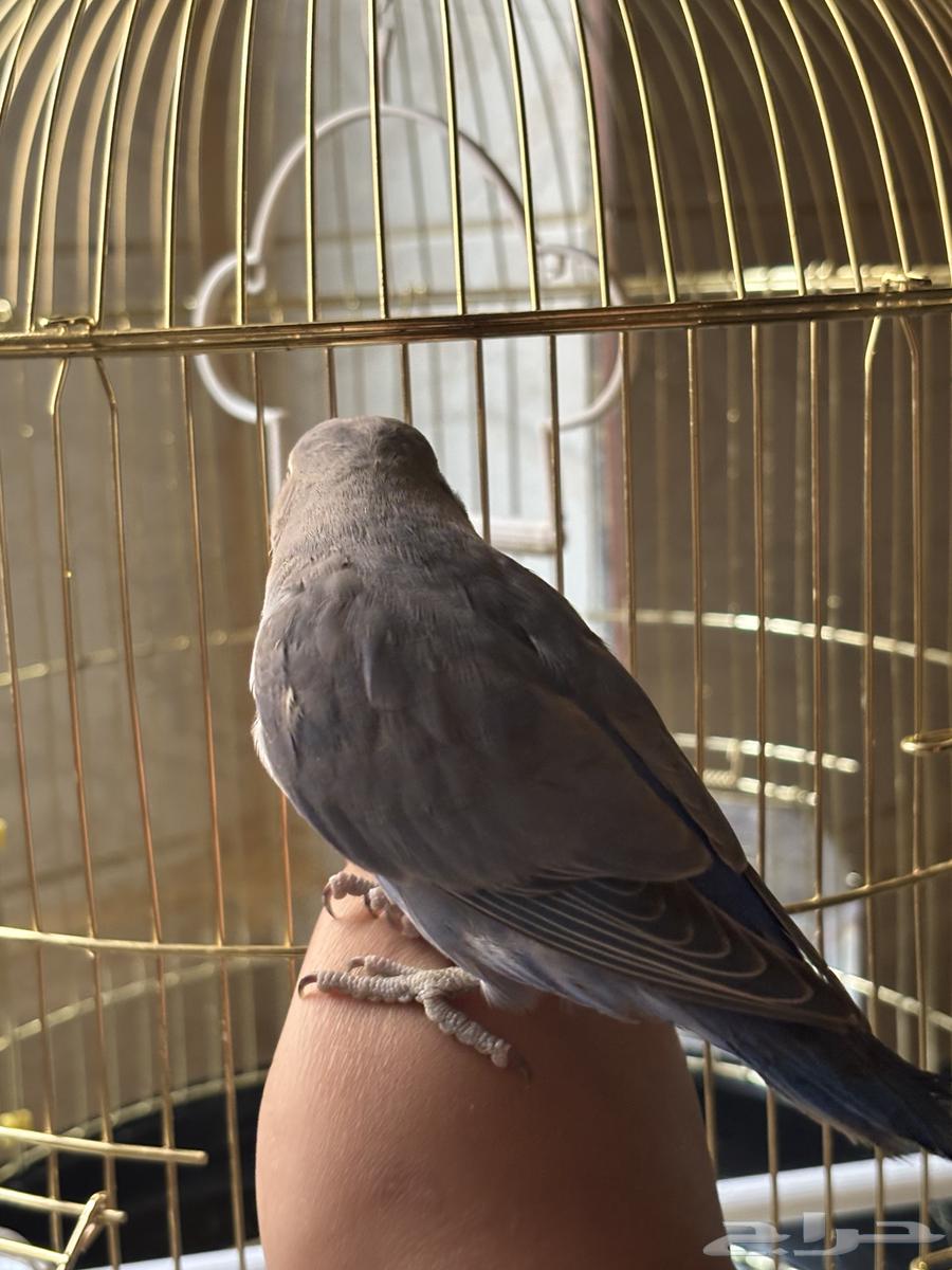 طير روز عمر 4 شهور64482566240897111