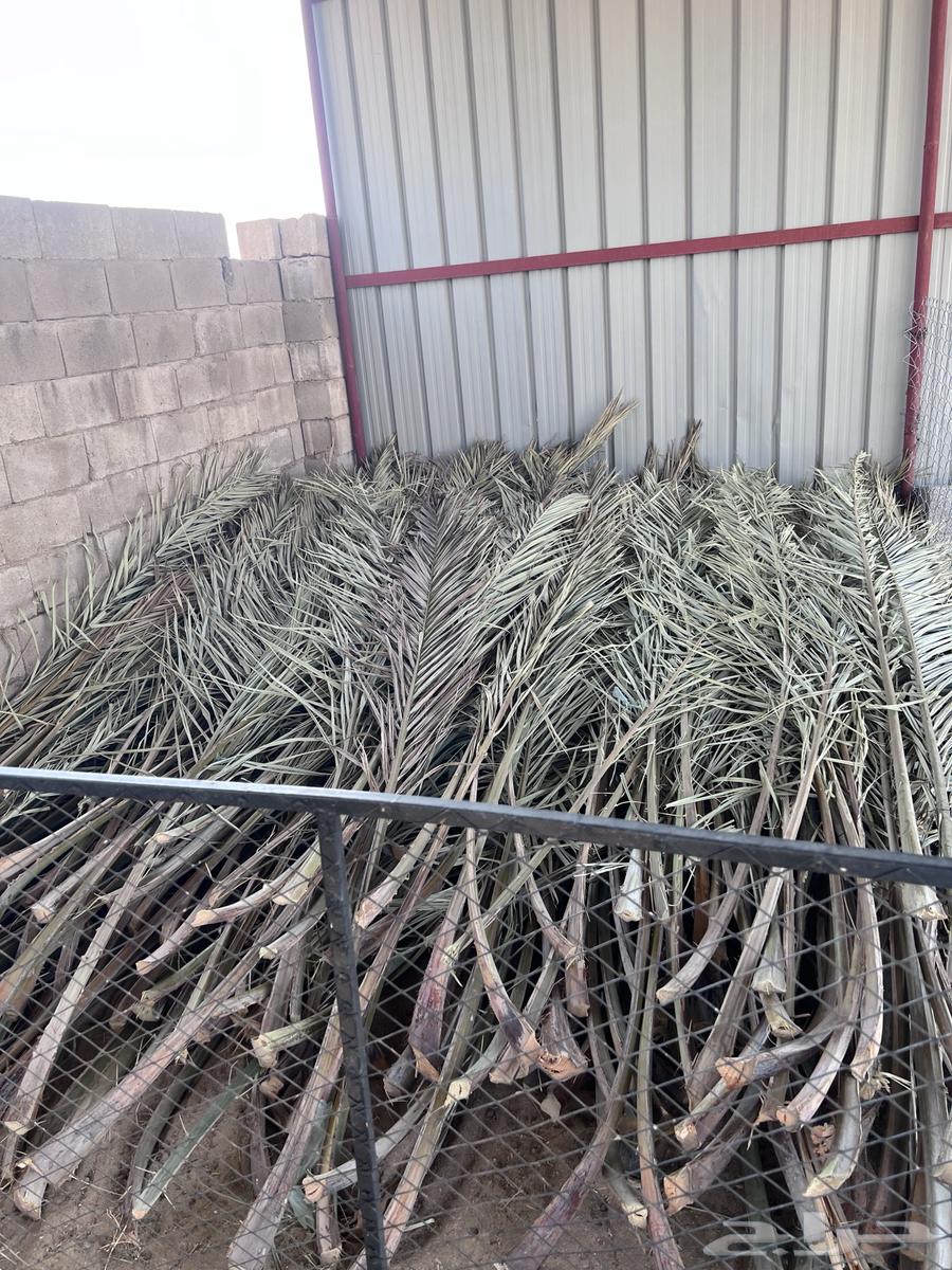 سعف نخل للبيع64485284231425110