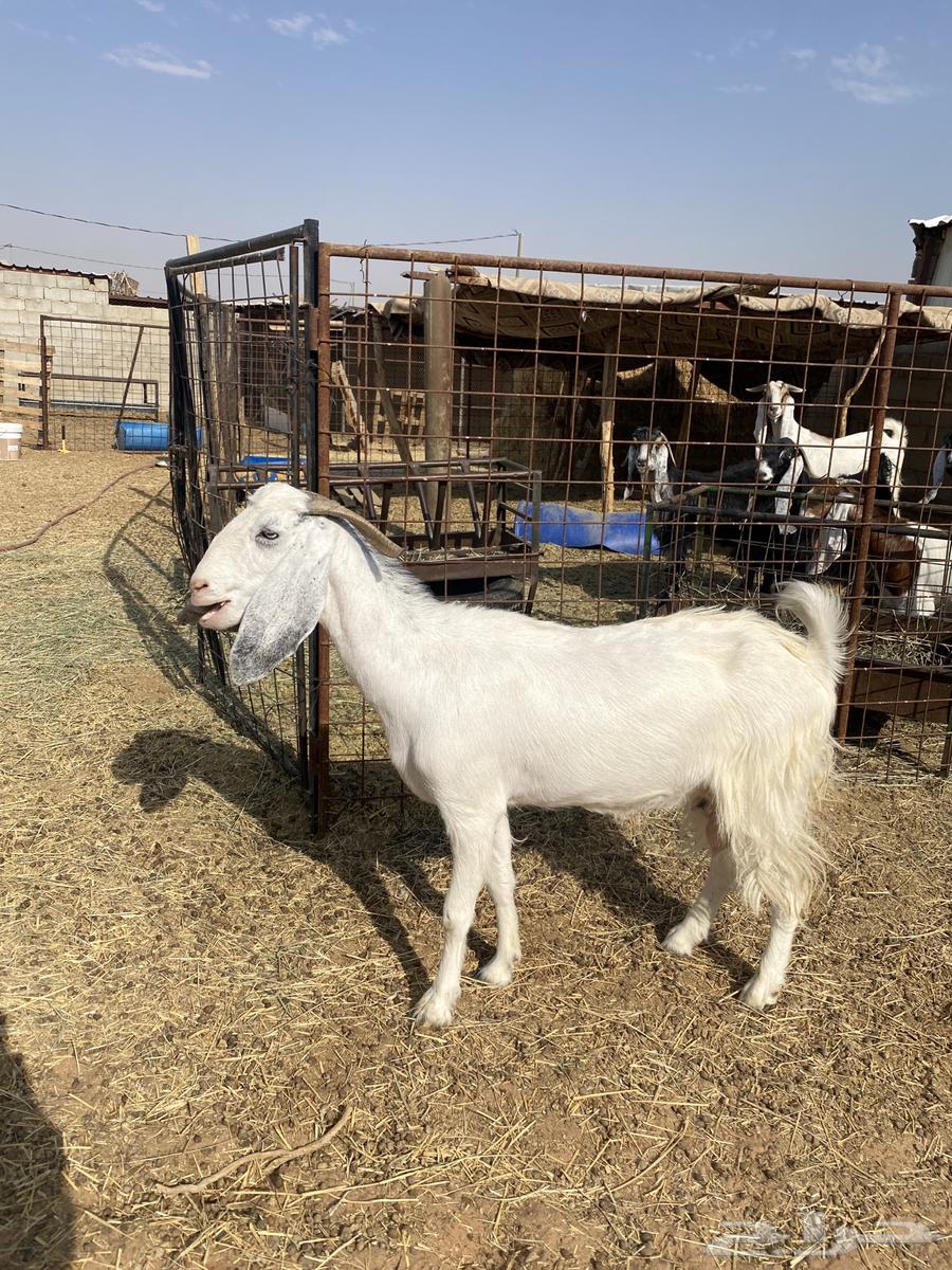 Goat No. 264480250077314110