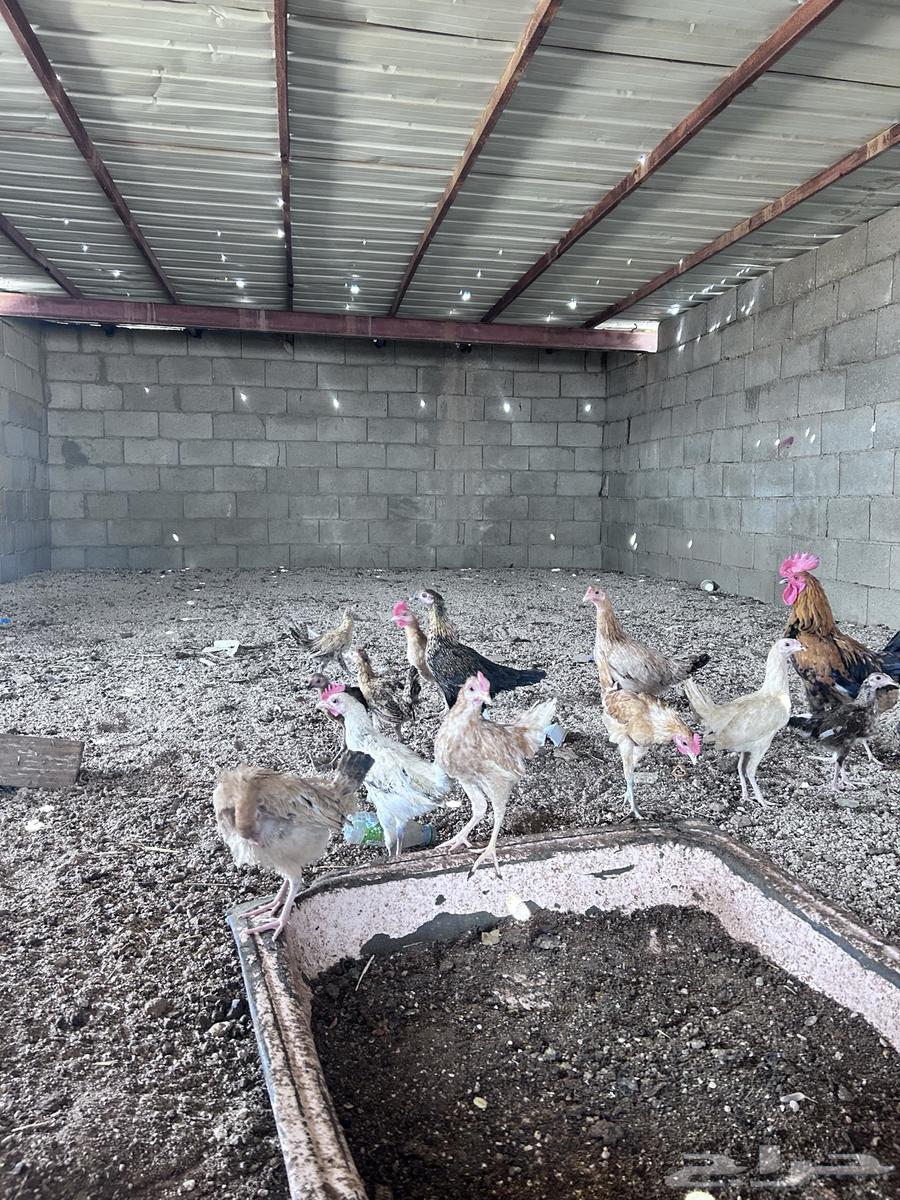 صيصان العمر أربع شهور الموقع الجمش64480400522753110