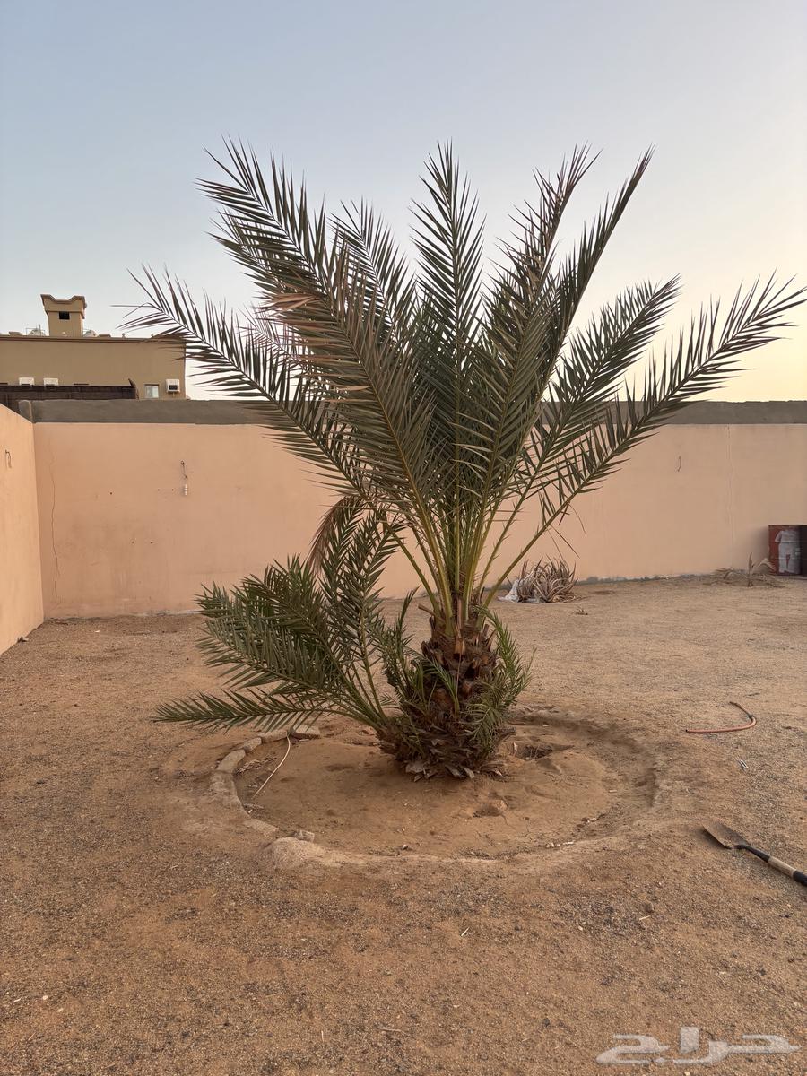 نخلة للبيع النقل على المشتري64484593964034112