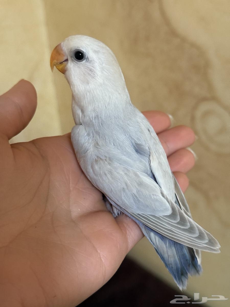 فروخ روز مفطومة64484911455235113