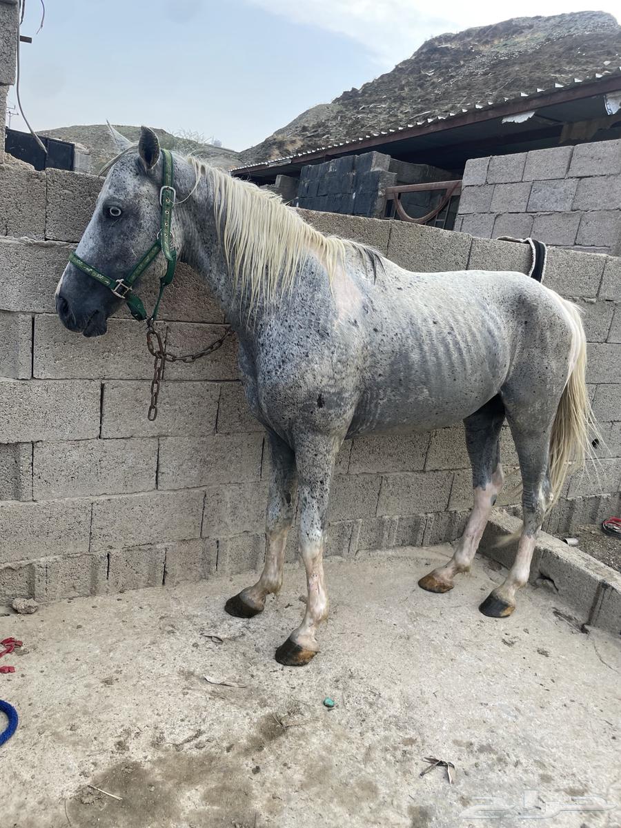 حصان بوني هادي جدا64484731360258110