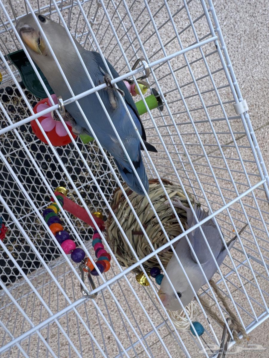 الطائف الحوية السعر 450 ريال ذكر أنثى هدد لا يوجد توصيل64482050717955112