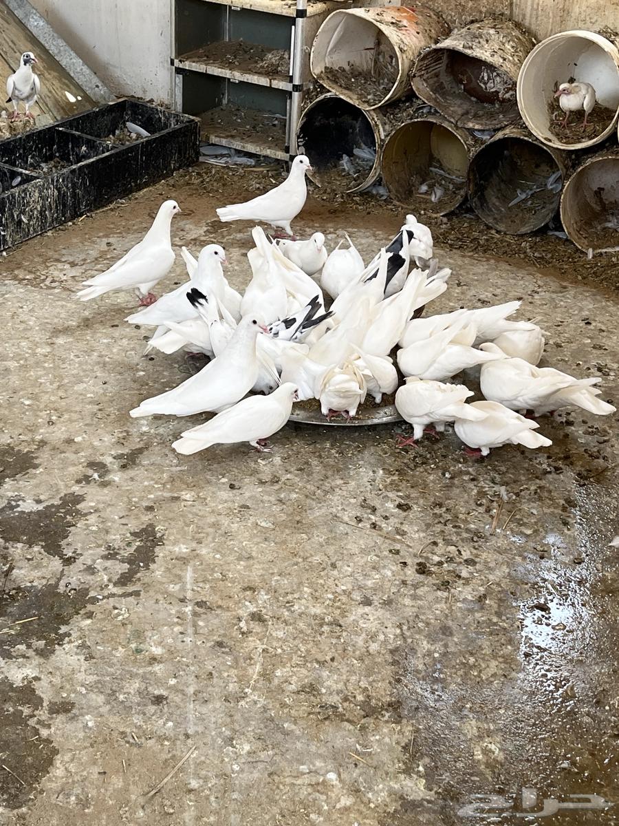 حمام جامبو فرنسي64480744454786110