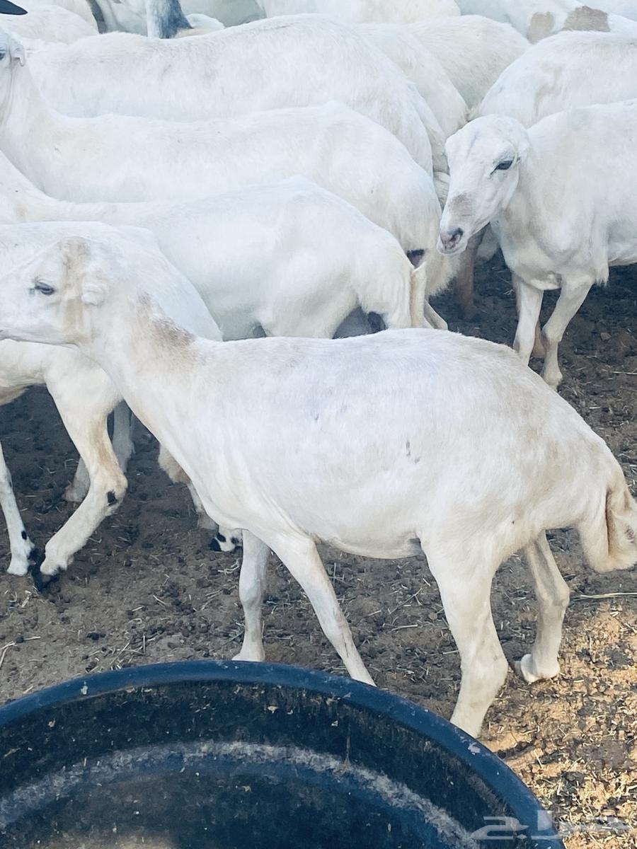 غنم رفد للبيع اشباب64484897676546111