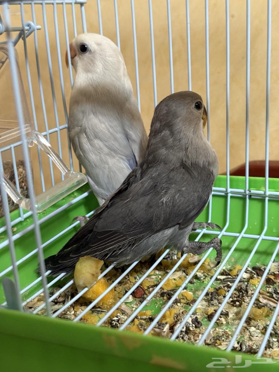 فروخ روز مفطومة64484911455235111