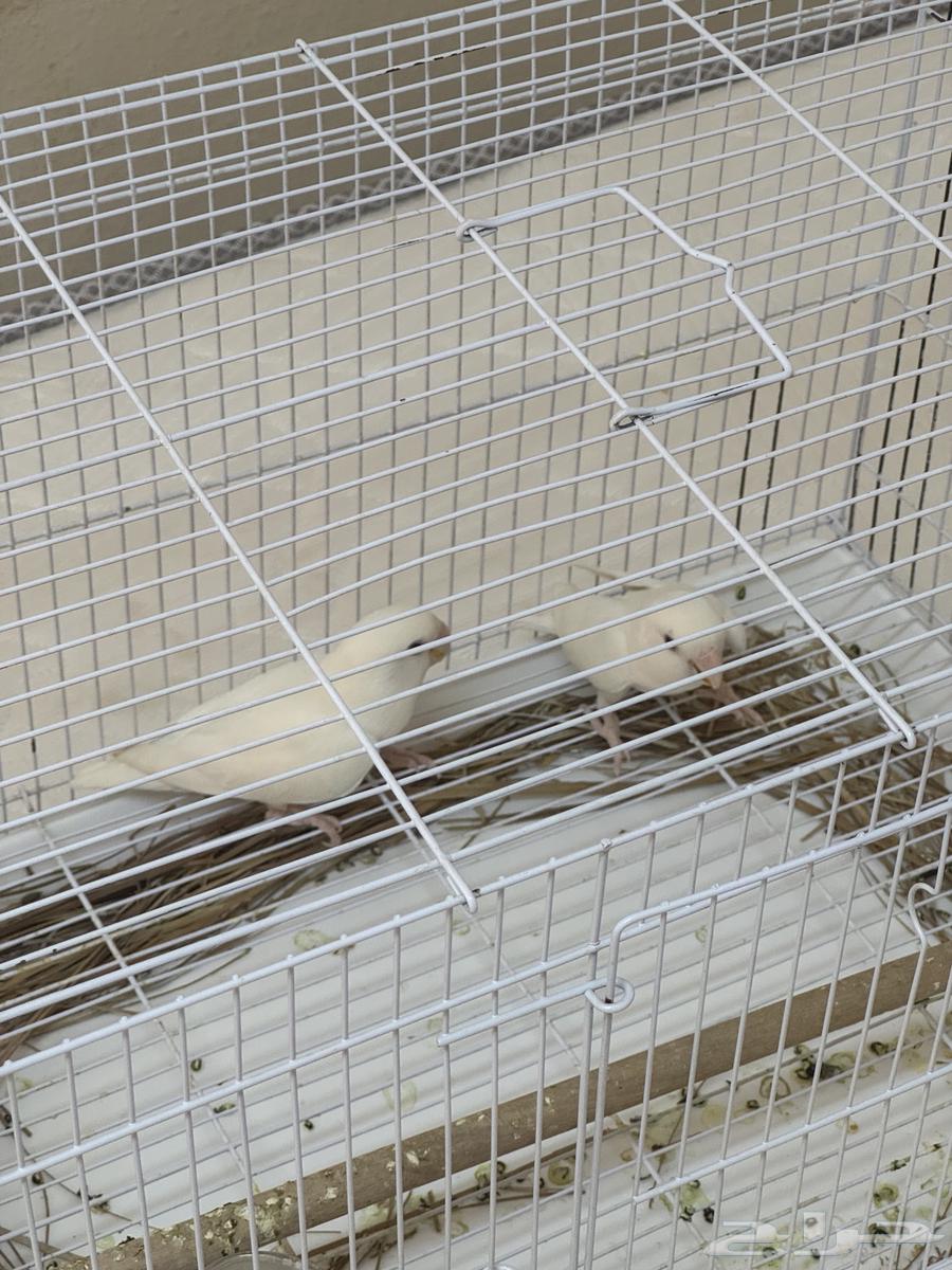 تم البيع64481804624003112