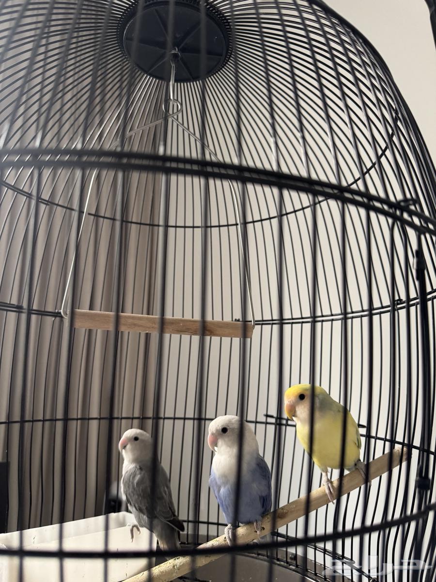 طيور روز64479646732291110