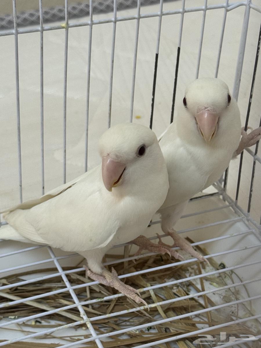 تم البيع64481804624003110